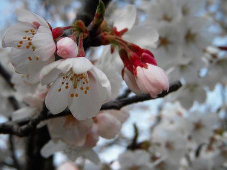 桜 桜の写真