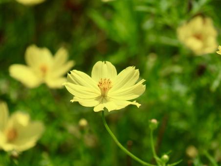 黄花コスモス 黄花コスモスの写真
