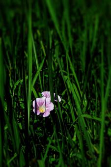 Photo, hirao gao, a sunny face, pink, 