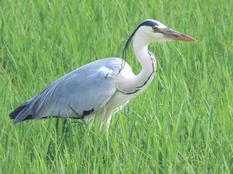 Grey Heron, JPG