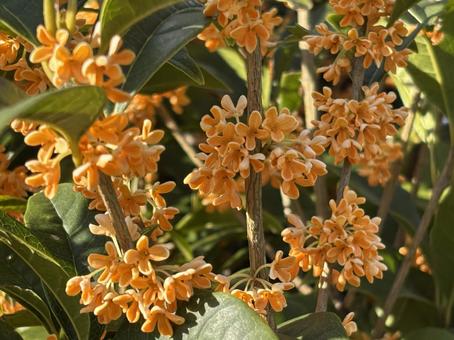 【花の写真】キンモクセイ（金木犀） キンモクセイ,金木犀,植物の写真素材