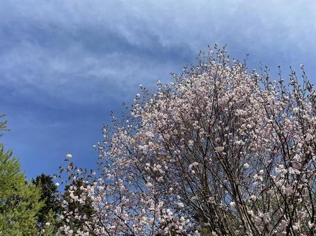 桜と空④ 桜と空④の写真