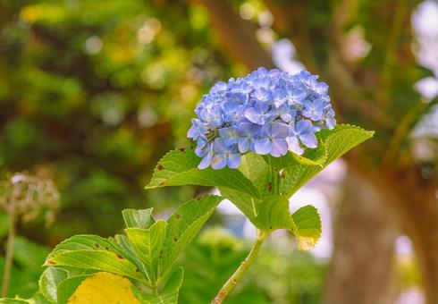 アジサイの花24 アジサイの花24 アジサイ,紫陽花,花の写真素材
