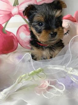 ヨークシャテリアの子犬 ヨークシャテリアの子犬の写真