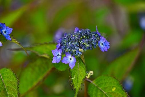 Mountain hydrangea, JPG Mountain hydrangea, JPG