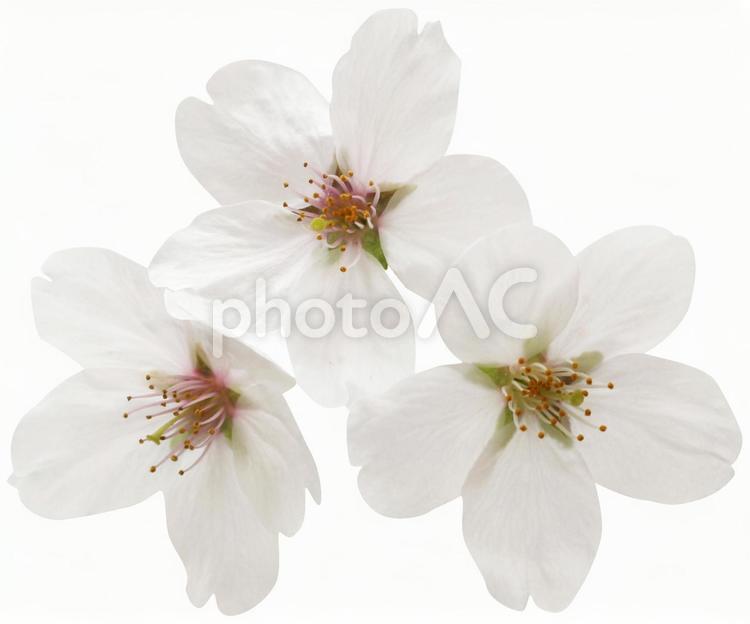 切り抜き素材　桜124 桜,花,春の写真素材