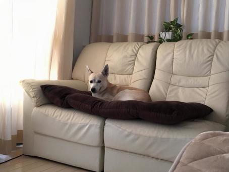 ソファを陣取る犬 犬,飼い犬,ソファの写真素材