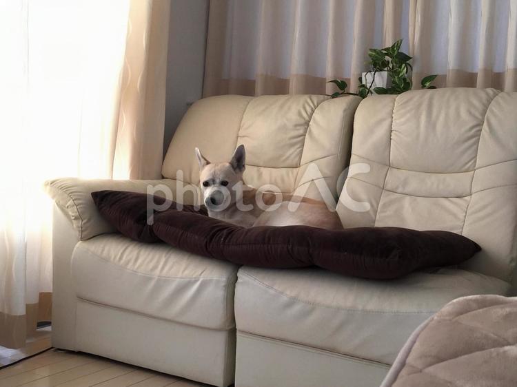 ソファを陣取る犬 犬,飼い犬,ソファの写真素材