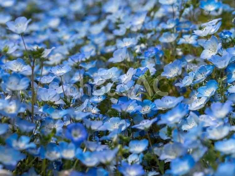 植物園のネモフィラ ネモフィラ,ルリカラクサ,瑠璃唐草の写真素材