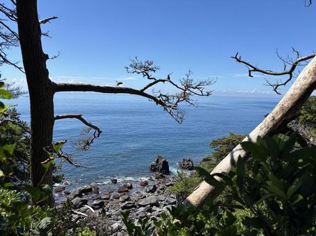 城ヶ崎海岸。 城ヶ崎海岸。 城ヶ崎海岸,静岡県伊東市,海の写真素材