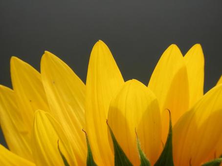 ひまわりな花びら ひまわりな花びら 向日葵,ひまわり,夏の写真素材
