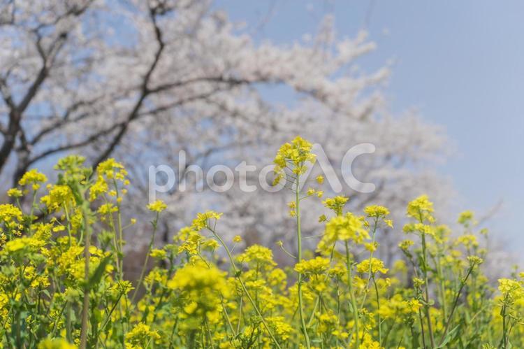 桜を背景にした菜の花の景色 菜の花,桜,春の写真素材