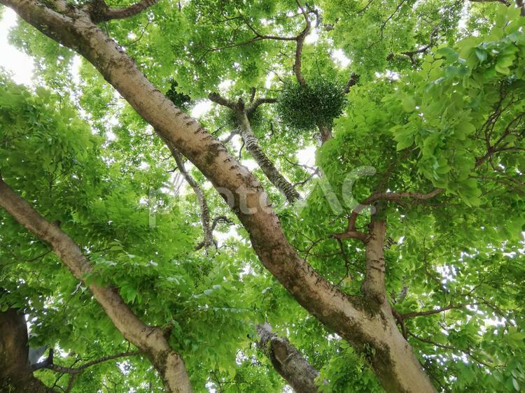 熊本城　二の丸公園 二の丸公園,公園,広場の写真素材