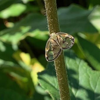 昆虫 スケバハゴロモ 昆虫 スケバハゴロモの写真