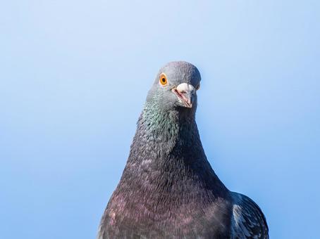 ドバトのアップ ドバトのアップ ドバト,カワラバト,動物の写真素材