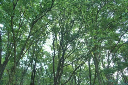 夏の森の風景 夏の森の風景 森,木,樹木の写真素材