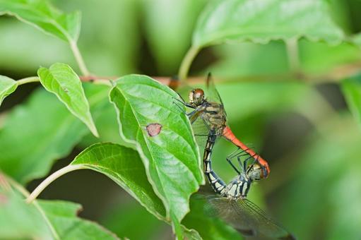 トンボの交尾 トンボの交尾 とんぼ,蜻蛉,生き物の写真素材