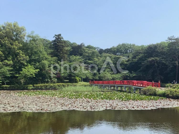 公園の風景 公園,岩月城址公園,池の写真素材