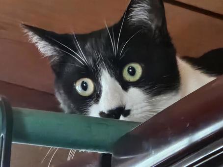 驚いた顔の姉ハチワレ猫 驚いた顔の姉ハチワレ猫 ハチワレ,猫,ペットの写真素材