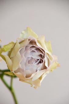 ラピスヴェール ラピスヴェール,紫,ばらの写真素材