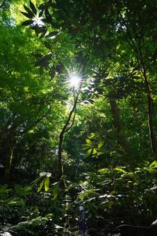 森の中の光条 森の中の光条 森,森林,光条の写真素材