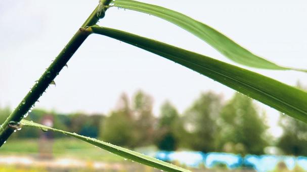 雨風になびく葉 葉,葉っぱ,雨粒の写真素材