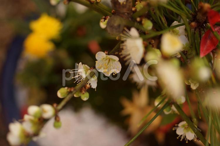 盆栽の白梅 梅,梅の花,花の写真素材