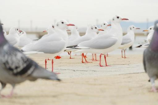 愛知県蒲郡竹島のユリカモメ 愛知県蒲郡竹島のユリカモメの写真