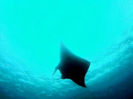 Photo, manta, ishigakijima, diving, 