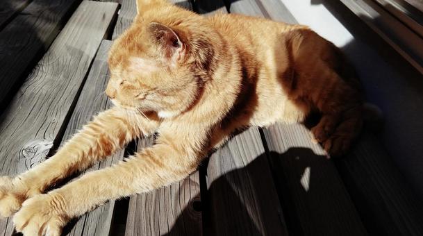 まどろむ猫 まどろむ猫の写真