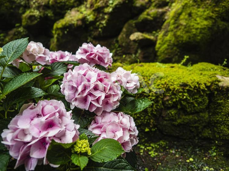 ピンク色の紫陽花の花が咲く苔むした庭 紫陽花,ピンク色,苔の写真素材