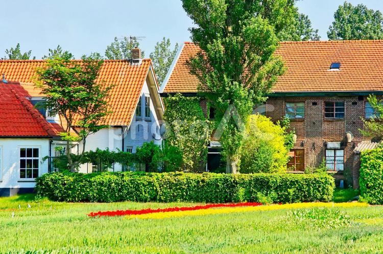 春のオランダ・咲き始めるチューリップ畑と民家 オランダ,農業,畑の写真素材