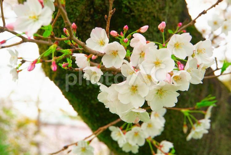 満開直前の桜の花びらと蕾 桜,クローズアップ,花曇りの写真素材