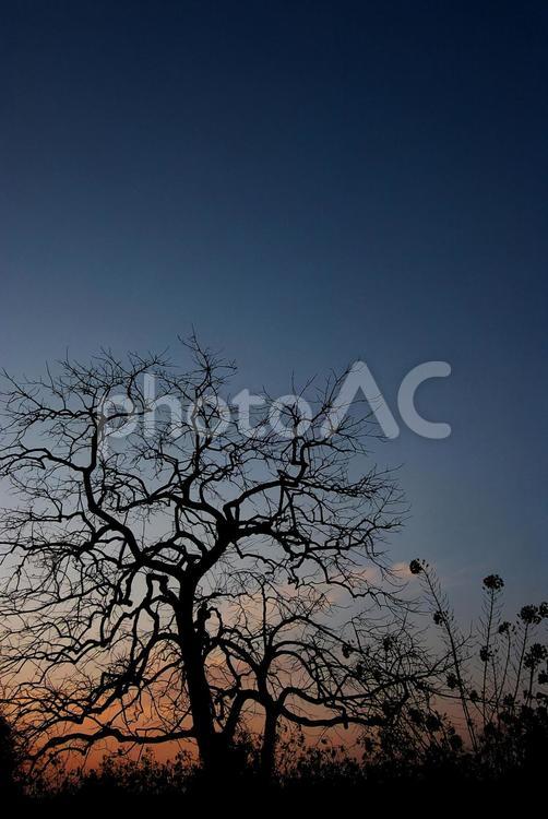 柿の木と菜の花のシルエット 春,シルエット,夕暮れの写真素材