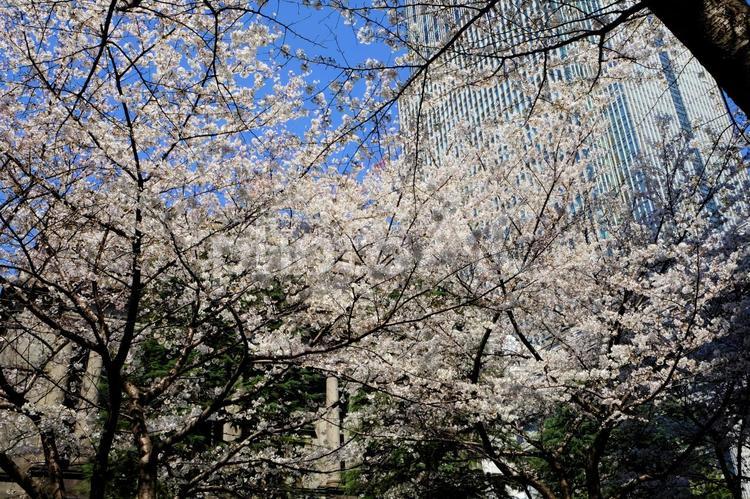 江戸桜通りの桜８ 江戸桜通り,花,桜の写真素材
