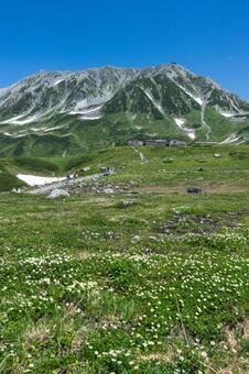 夏の室堂平 室堂平,夏,綺麗の写真素材