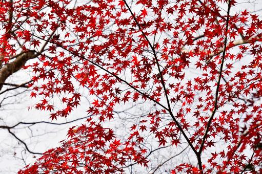 紅葉のイロハモミジ 紅葉のイロハモミジの写真