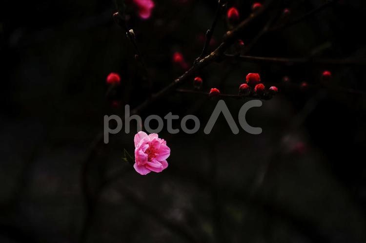 ＜五島の春の風景＞花桃（ハナモモ）の花 ハナモモ,桃,花の写真素材