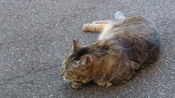 お昼寝の態勢を整えたもふもふで可愛い猫 猫,キジトラ,寝転ぶの写真素材