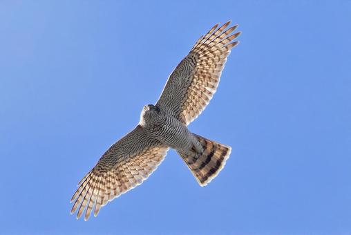 秋空を飛びながらこちらを見るハイタカ幼鳥 ハイタカ,灰鷹,鷂の写真素材
