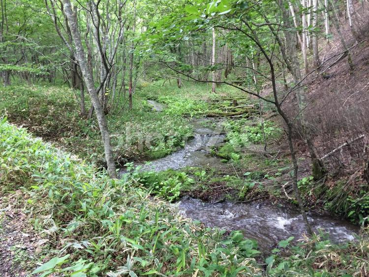 新緑の森　小川のせせらぎ 何人もありません,公園,助言の写真素材