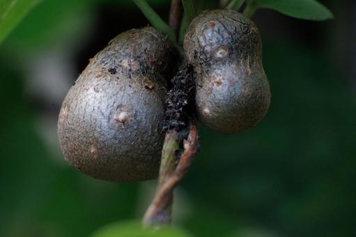 自然薯の蔓についたムカゴ 自然薯の蔓についたムカゴの写真