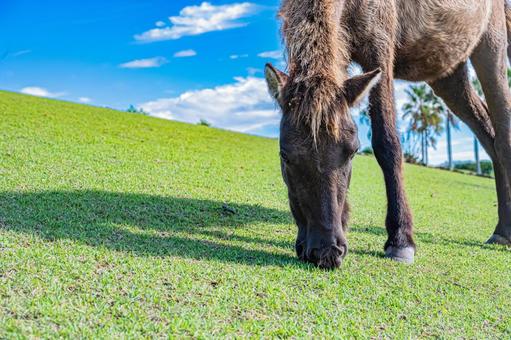 鹿児島　開聞山麓自然公園（トカラ馬牧場） 開聞山麓自然公園,トカラ馬牧場,開聞岳の写真素材