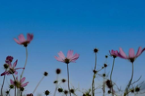 コスモス コスモス,秋桜,秋の写真素材