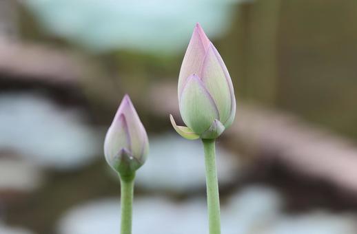 Photo, bud of lotus, bud, lotus, 