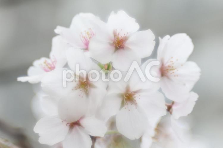 さくらの季節 春,可憐,美しいの写真素材