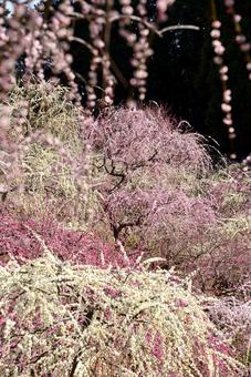 梅の花 梅の花の写真