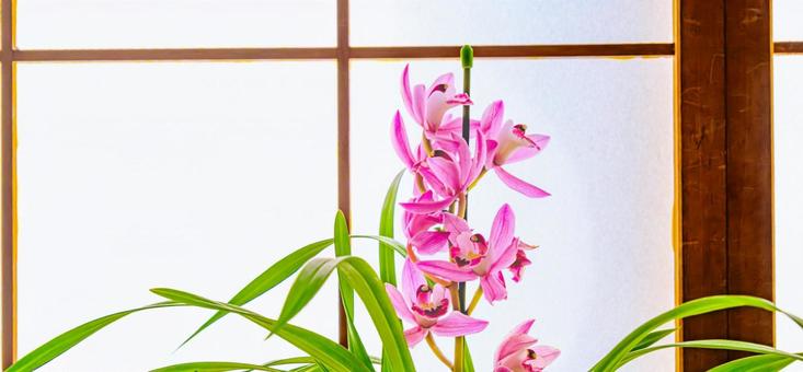 和室のシンビジューム シンビジューム,シンビジウム,花の写真素材