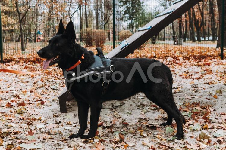 舌を出す横向きのシェパード シェパード,犬,首輪の写真素材