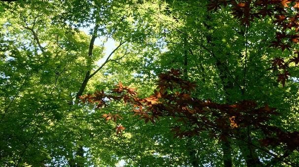 新緑 新緑の写真